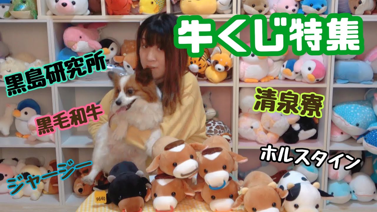 ぬいぐるみくじの旅】牛くじ特集 - YouTube