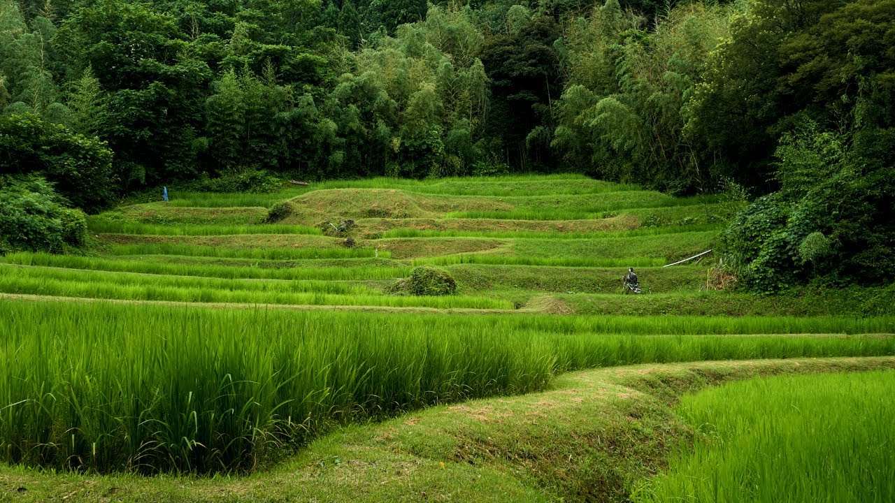 月布施棚田 | 佐渡棚田協議会