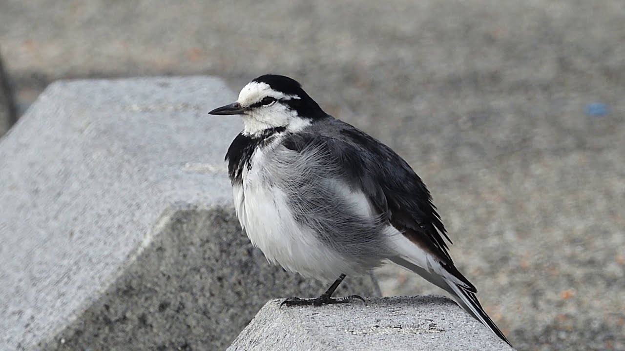 maxresdefault.jpg?sqp=-