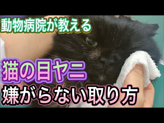 How to remove eye discharge from cats] Even cats who hate it will