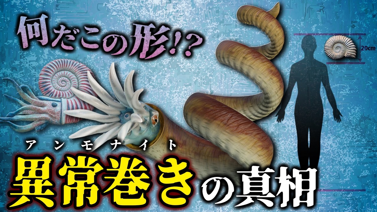 ゆっくり解説】何だこれ！？謎すぎる異常巻きアンモナイトとは何者な