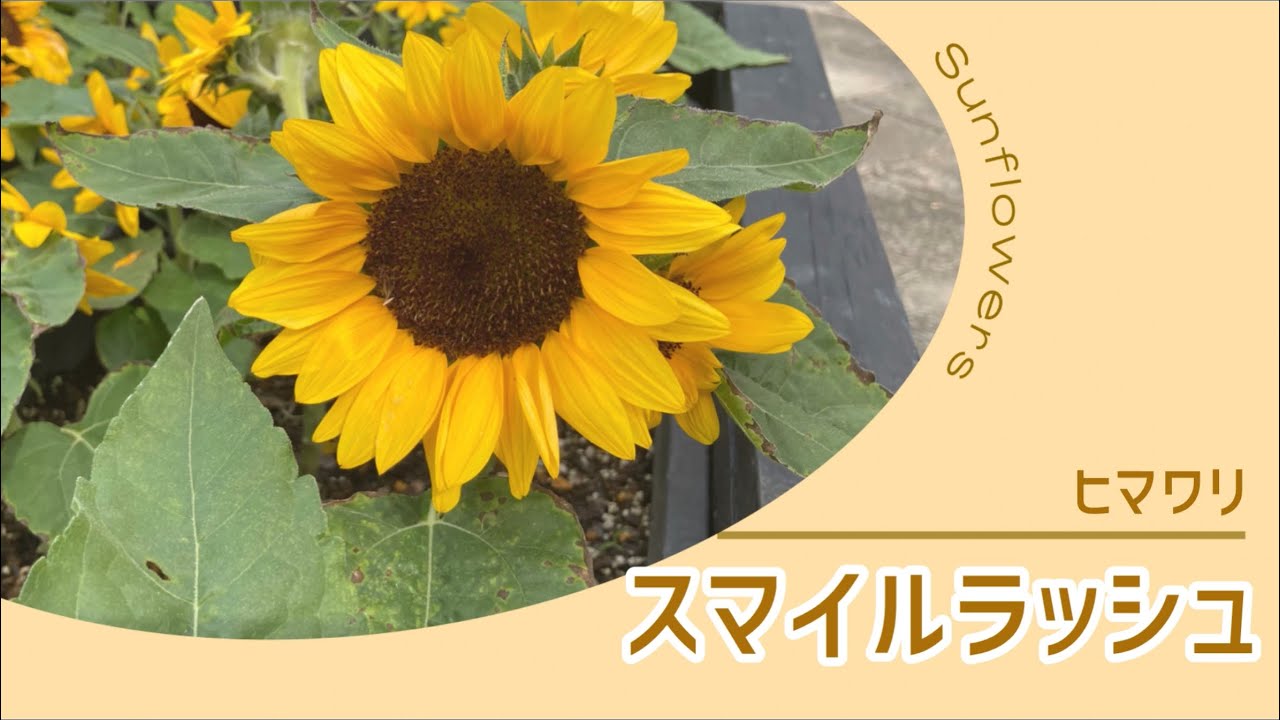 矮性ひまわり・F1スマイルラッシュ| 種・苗・ガーデニング用品の
