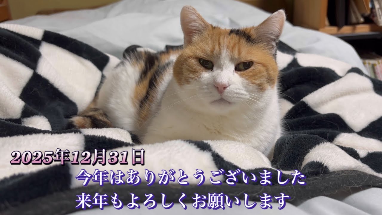 三毛猫】年末ご挨拶、今年もありがとうございました（2025年12月31日