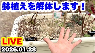 ◇【鉢を解体して地植えにします！】ゆるふわ園芸やっちゃんねる