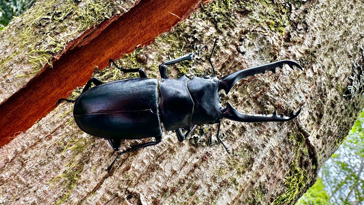Capturing a wild Giraffa sawtooth stag beetle in the Indonesian