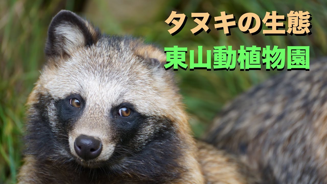 The ecology of the Japanese raccoon dog #raccoon #Higashiyama Zoo