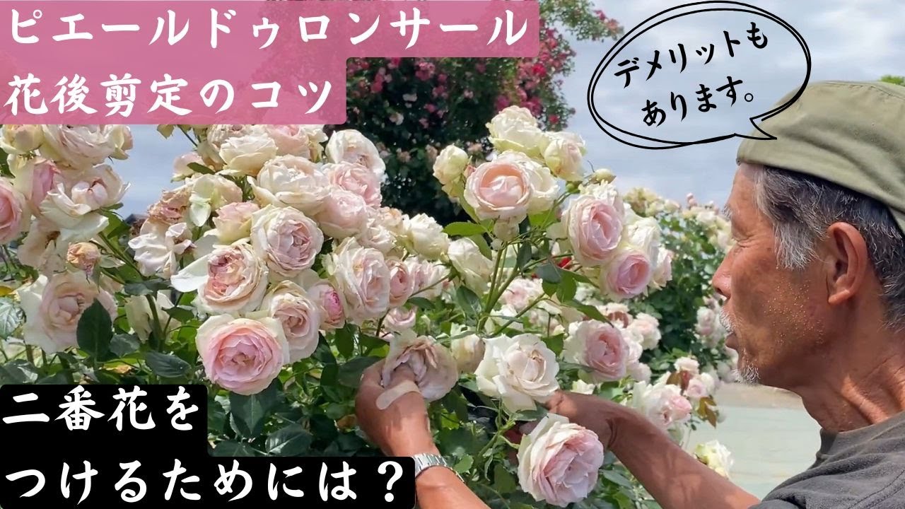 ピエール ド ロンサール ｜バラ苗の通販の篠宮バラ園