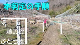 本剪定(一芽剪定)の手順 2021年2月6日【藤の棚ぶどう園】 - YouTube