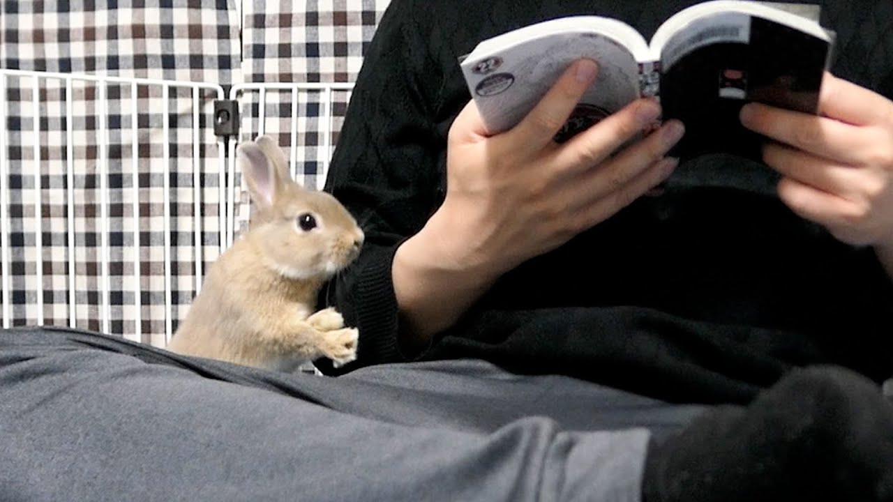 鬼滅の刃に全集中してたら兎の刃が飛んできた - YouTube