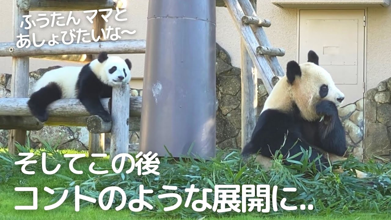 珍事件】そ～っと近寄る楓浜にびっくり仰天ママ😂驚く姿が人間みたいw