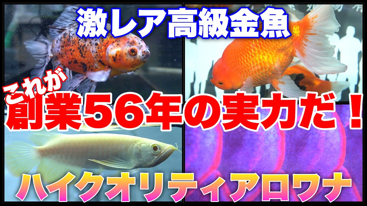 Shop Visit] Older than Doraemon! One of the oldest shops in Kansai