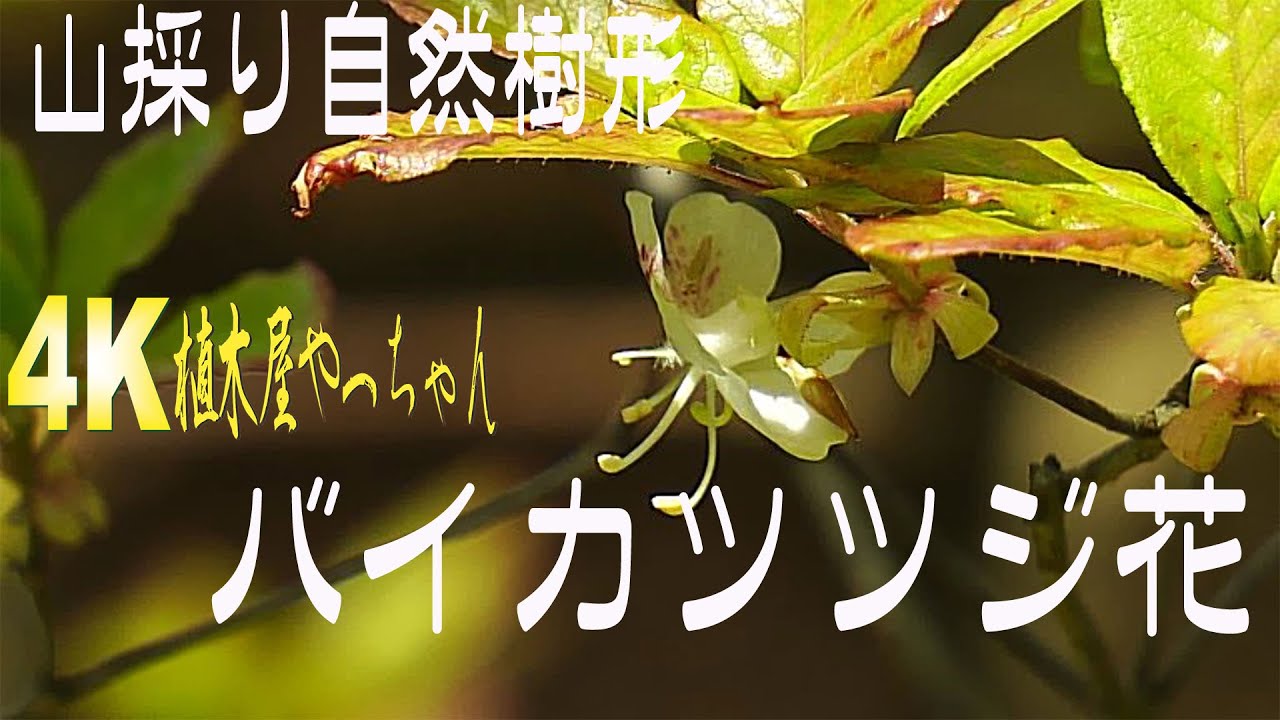 山採り自然樹形バイカツツジ花2023 - YouTube