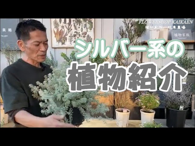シルバー系 植物紹介 アカシア・ブルーブッシュ ブルーブッシュ