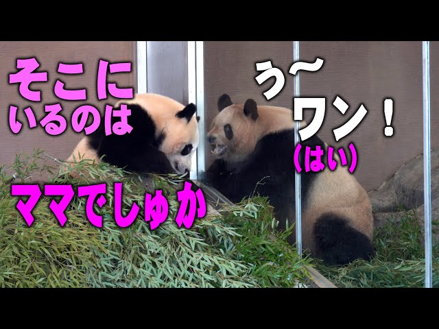 ママが話しかけるのに楓浜沈黙】アドベンチャーワールド・パンダ検疫で