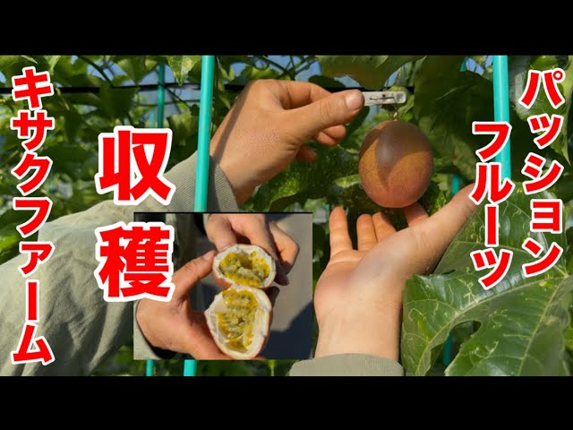 Kisaku Farm] Passion Fruit Final Episode! Harvesting and Tasting