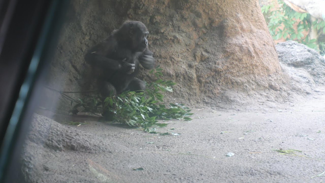 Drumming Sumomo Ueno Zoo Gorilla 202511 - YouTube
