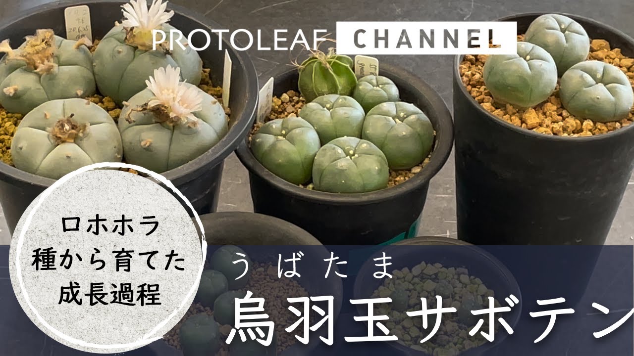 大疣鳥羽玉 ロフォフォラ 実生 種子] ロフォフォラ 疣銀冠玉