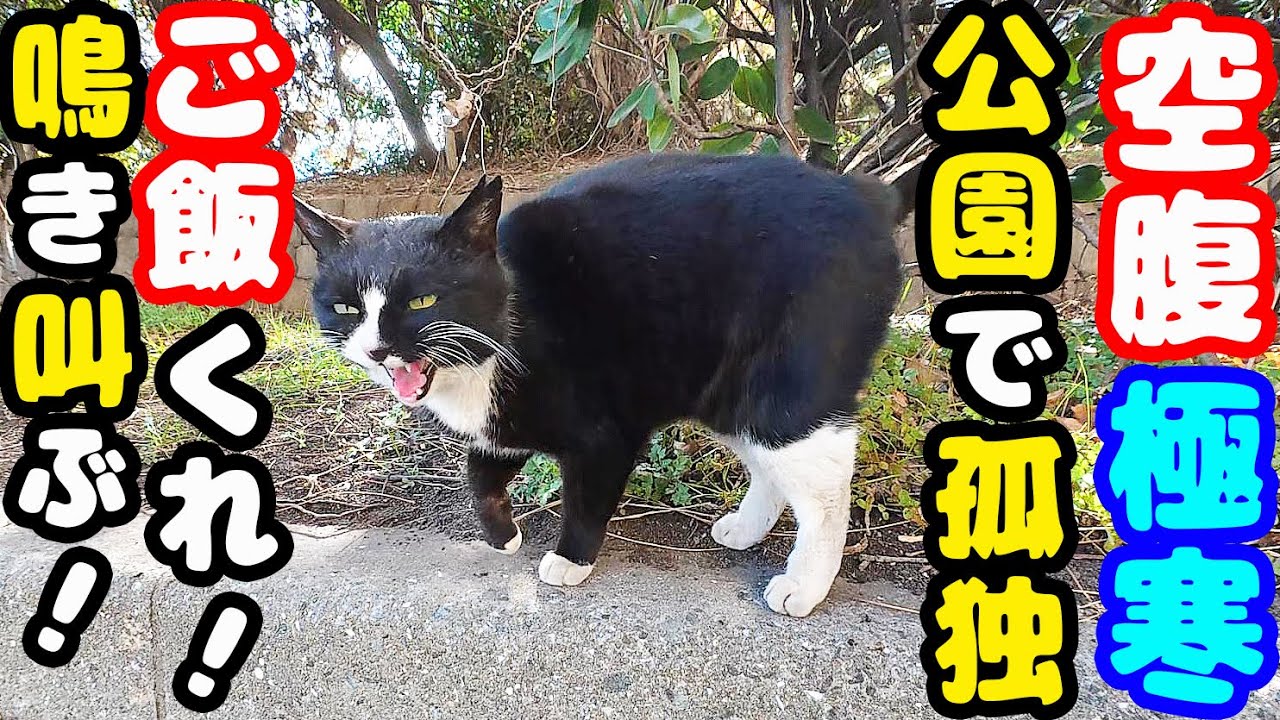 公園で孤独に生きる猫】寒波 強風の中でご飯くれ！と鳴き叫ぶ