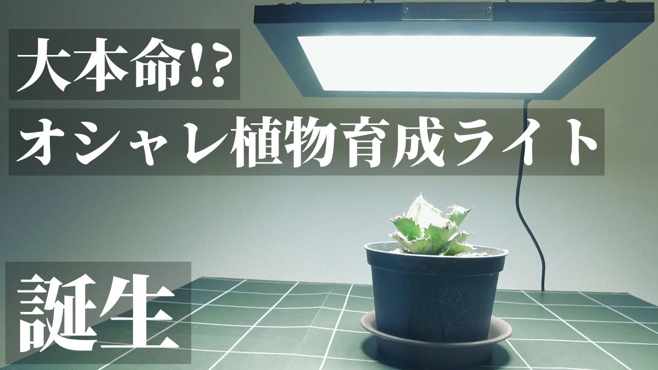 ついに誕生】植物育成LEDパネルライト「BARREL（バレル）ROKI（ロキ
