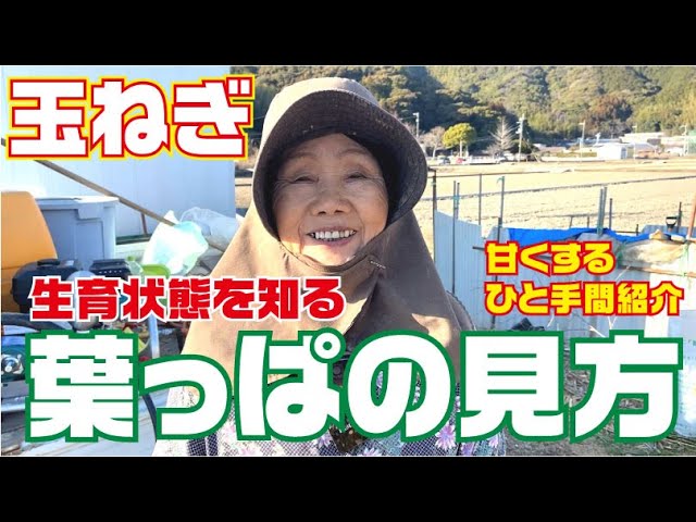 A little extra work to harvest sweet onions, and how to tell their