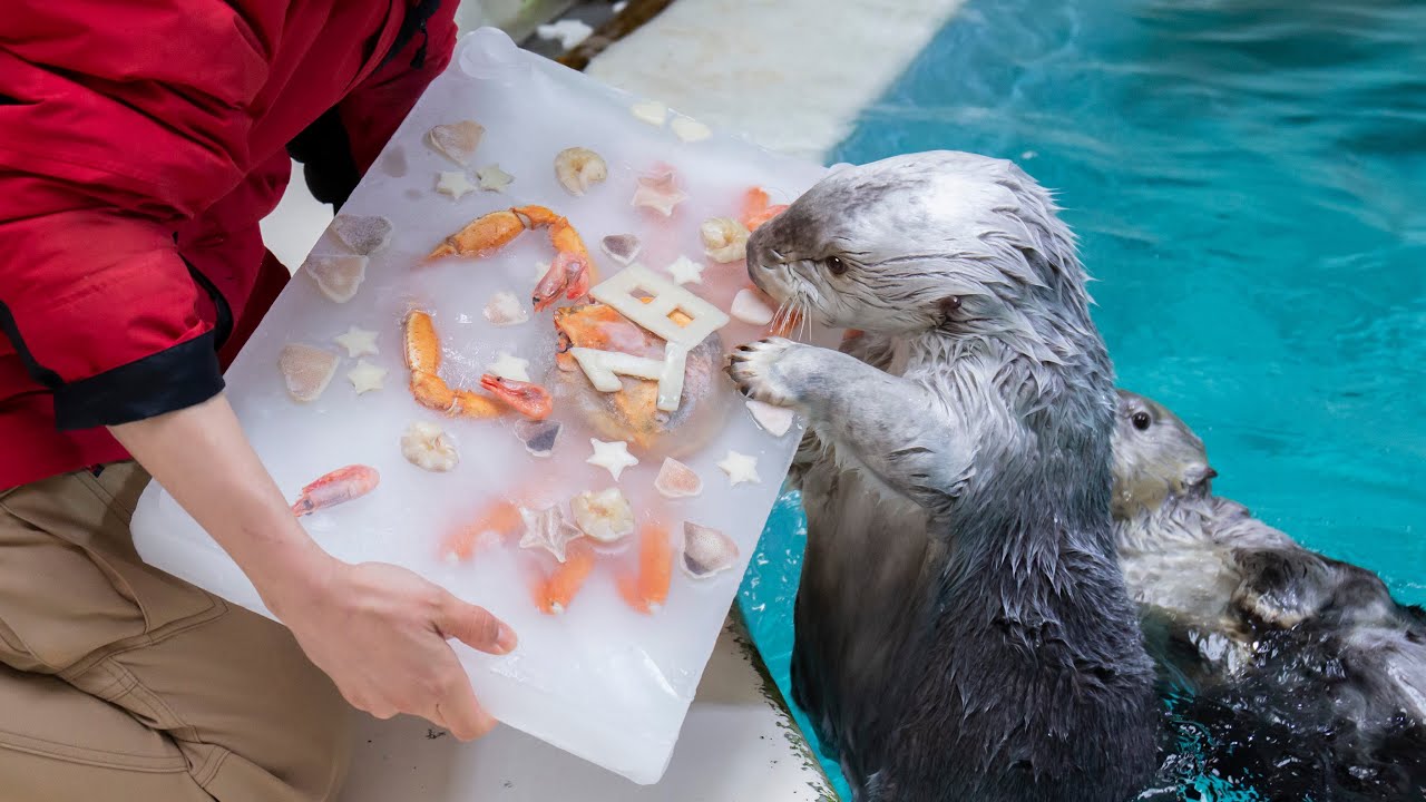 鳥羽水族館》ラッコの「メイ」18歳の誕生日にアイスケーキをプレゼント