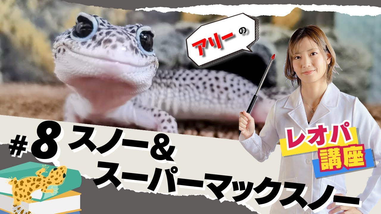 Ally's Leopard Gecko Lesson #8 Snow & Supermax Snow - YouTube