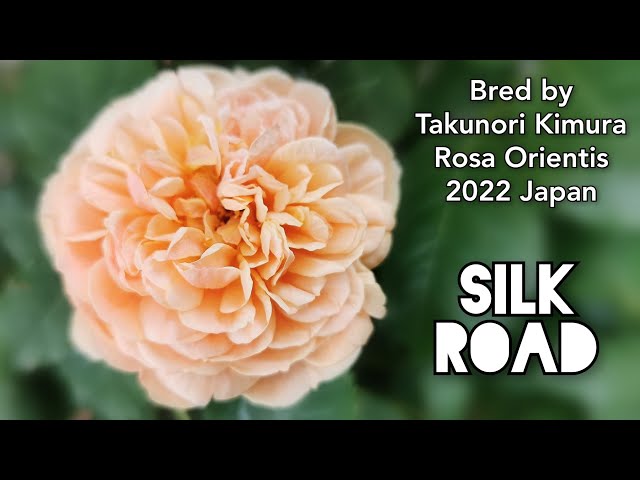 SILK ROAD ROSE plant by Takunori Kimura 2022 Japan Rosa Orientis
