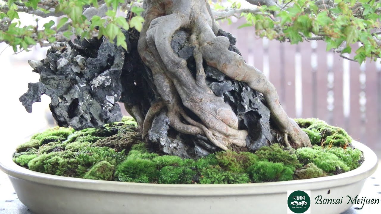 盆栽・明樹園】楓の葉刈り・切込み作業 かえで カエデ 石付 Japanese