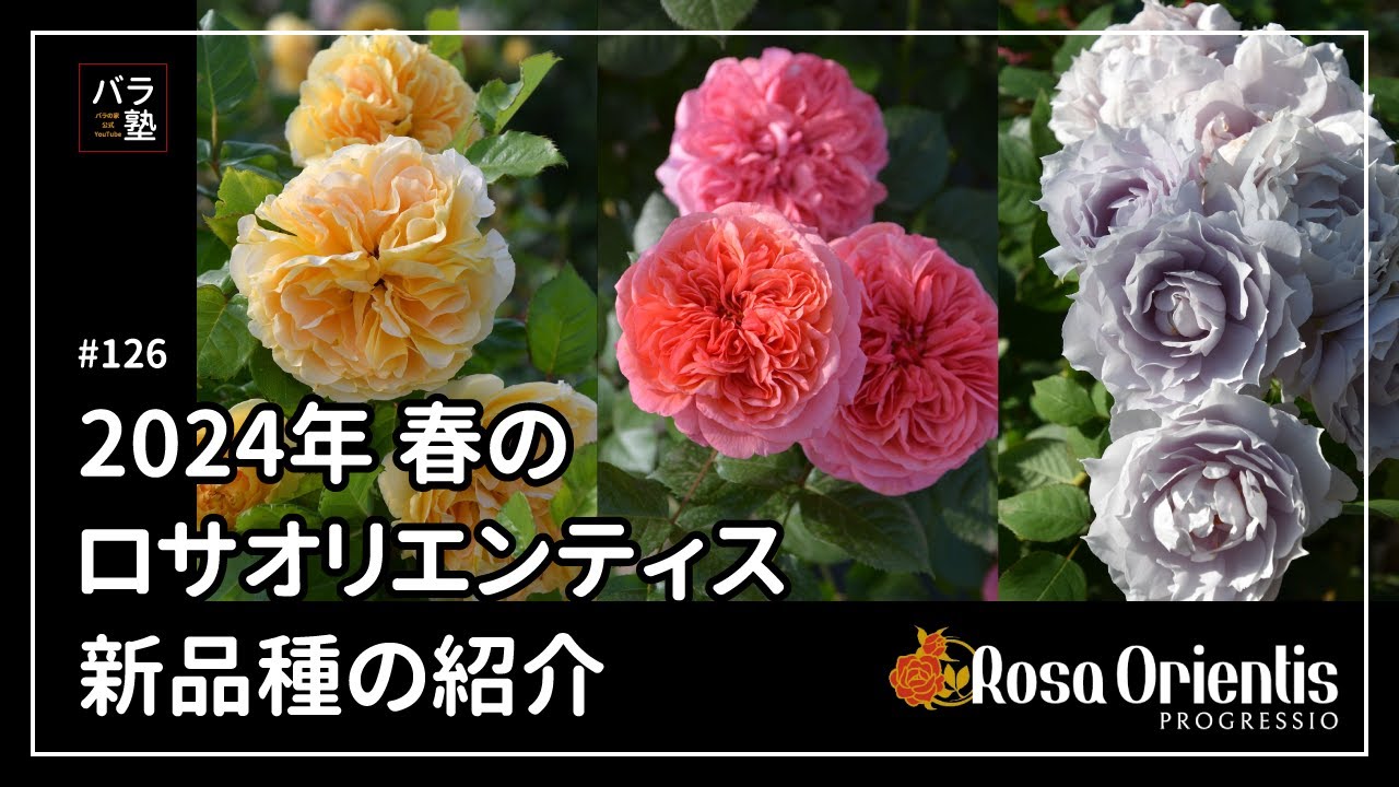 126 Introducing the new Rosa orientis varieties for Spring 2024