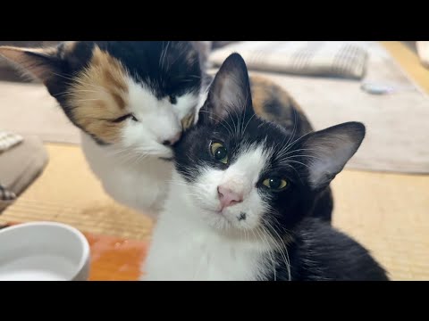 三毛猫姉さんに緊張感の中だけどドヤ顔の仔猫 - YouTube