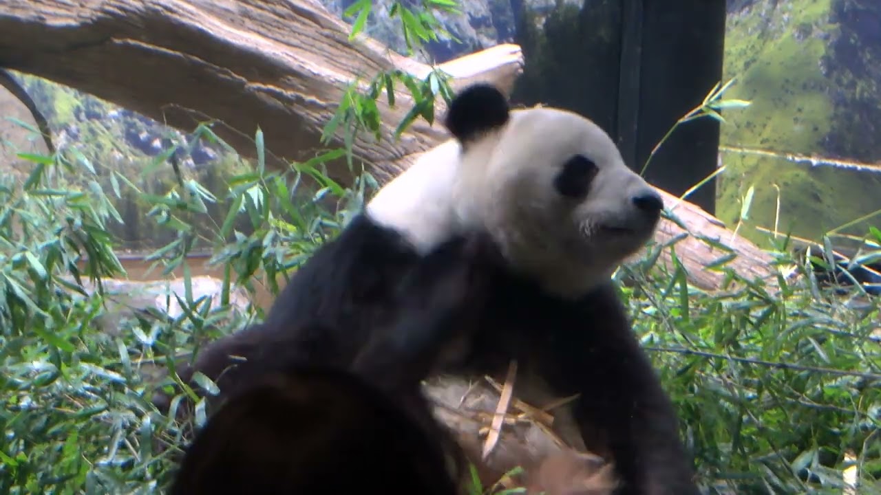 Ueno Zoo's giant pandas Xiao Xiao and Lei Lei on their final