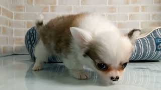 748719 チワワ（ロングコート） - YouTube