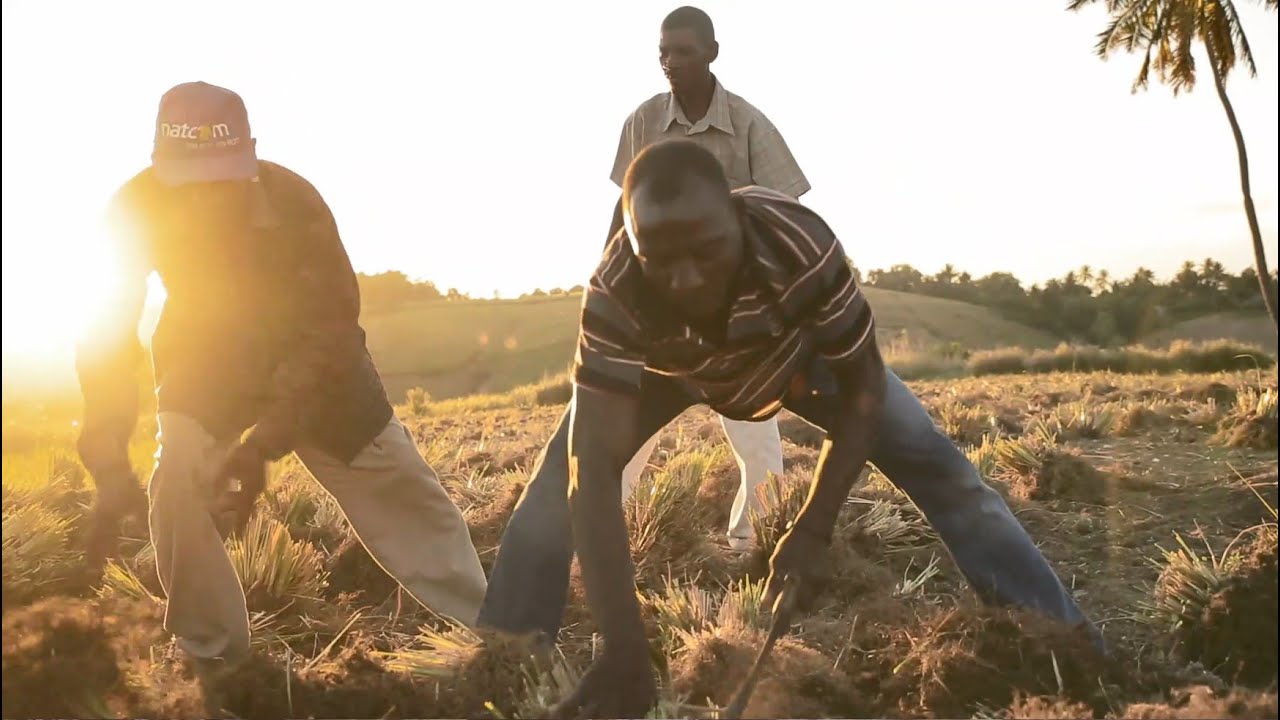ベチバー - doTERRA TIMES