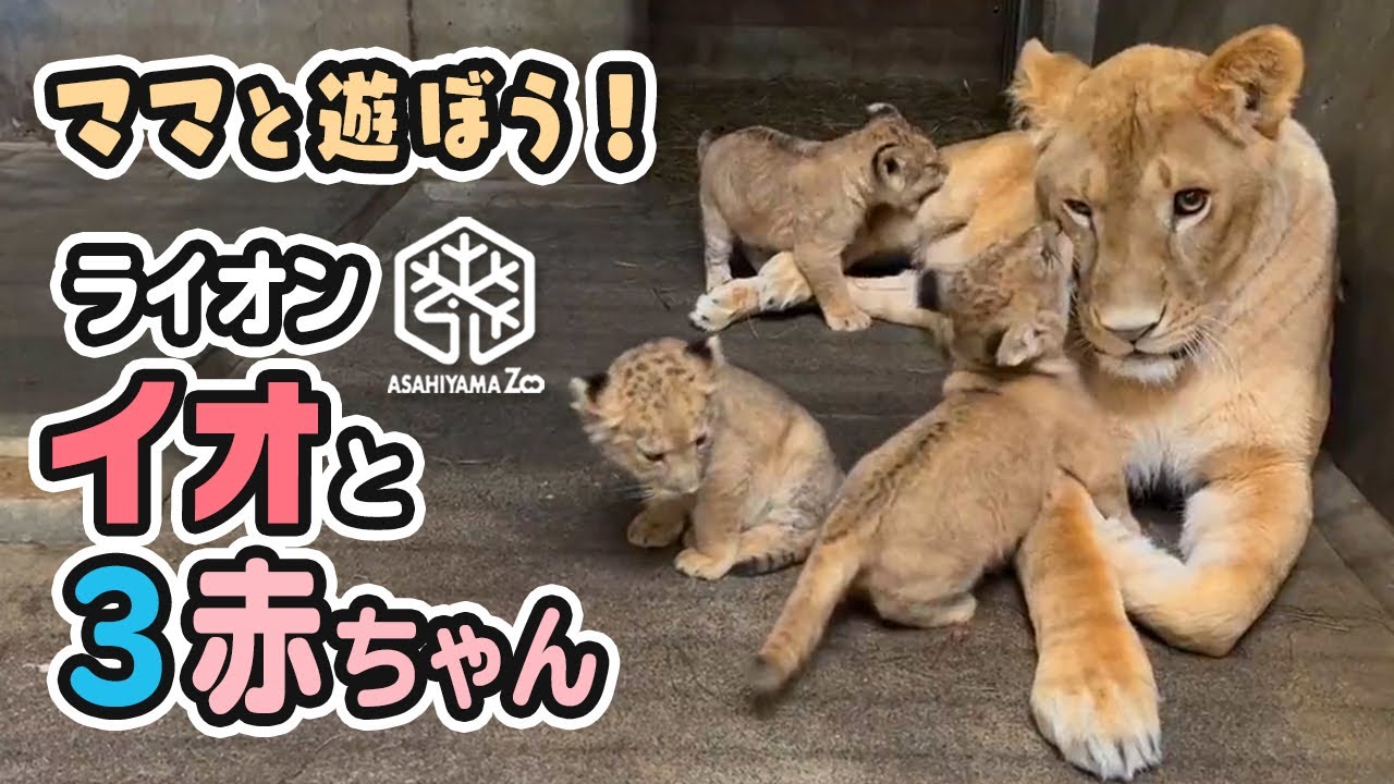 旭山動物園】大好きなママと遊ぼう！🐱🐱🐱🐱イオままと3頭の仔