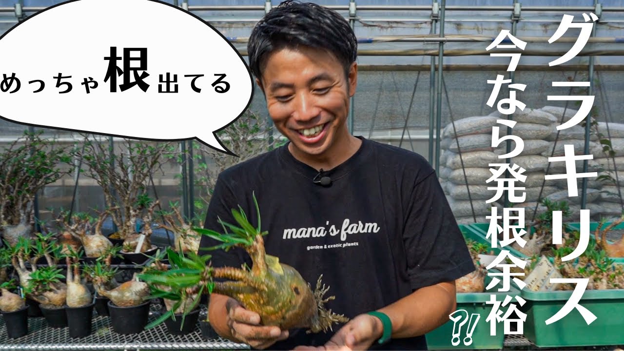 グラキリスの発根状況確認したらハンパなかった🔥 - YouTube