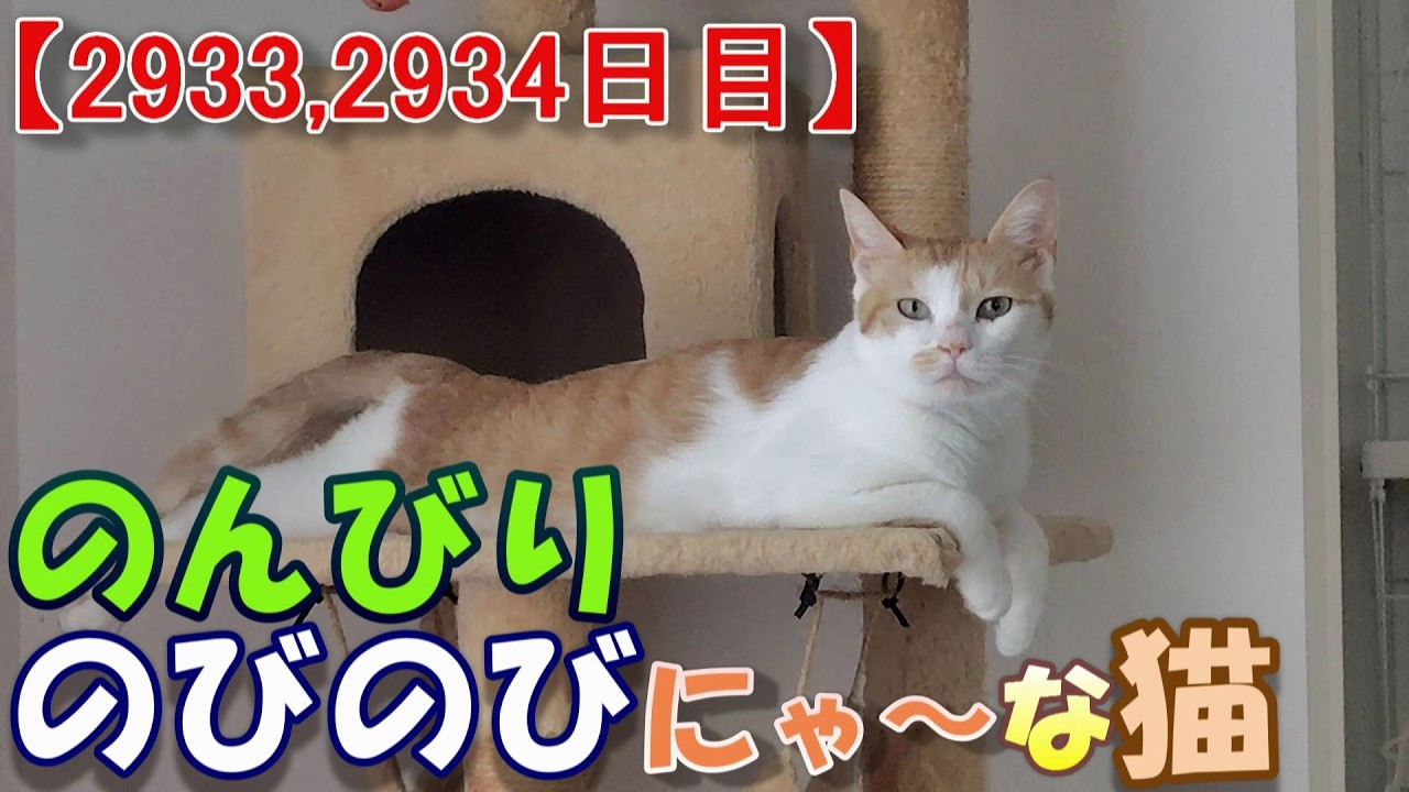 2933,2934目】のんびりのびのびにゃ～な猫【かわいい・面白い】～The