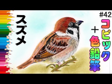 コピック+色鉛筆画・絵】スズメ・イラスト｜Sparrow Copic +color