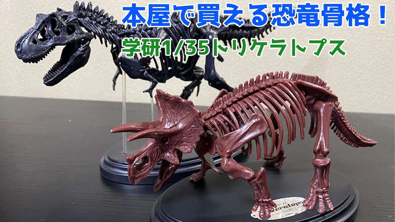 本屋で買える】学研トリケラトプス1/35骨格模型作ってみた！【恐竜