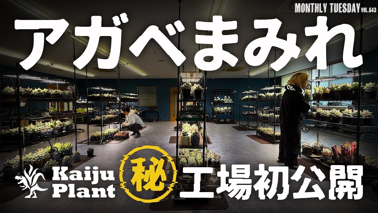 アガベ室内育成のパイオニア！Kaiju Plantの怪獣工場 初公開！ - YouTube