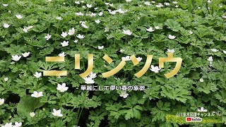 ニリンソウ - 華麗にして儚い春の象徴 - 【二輪草】 【山川草木図譜