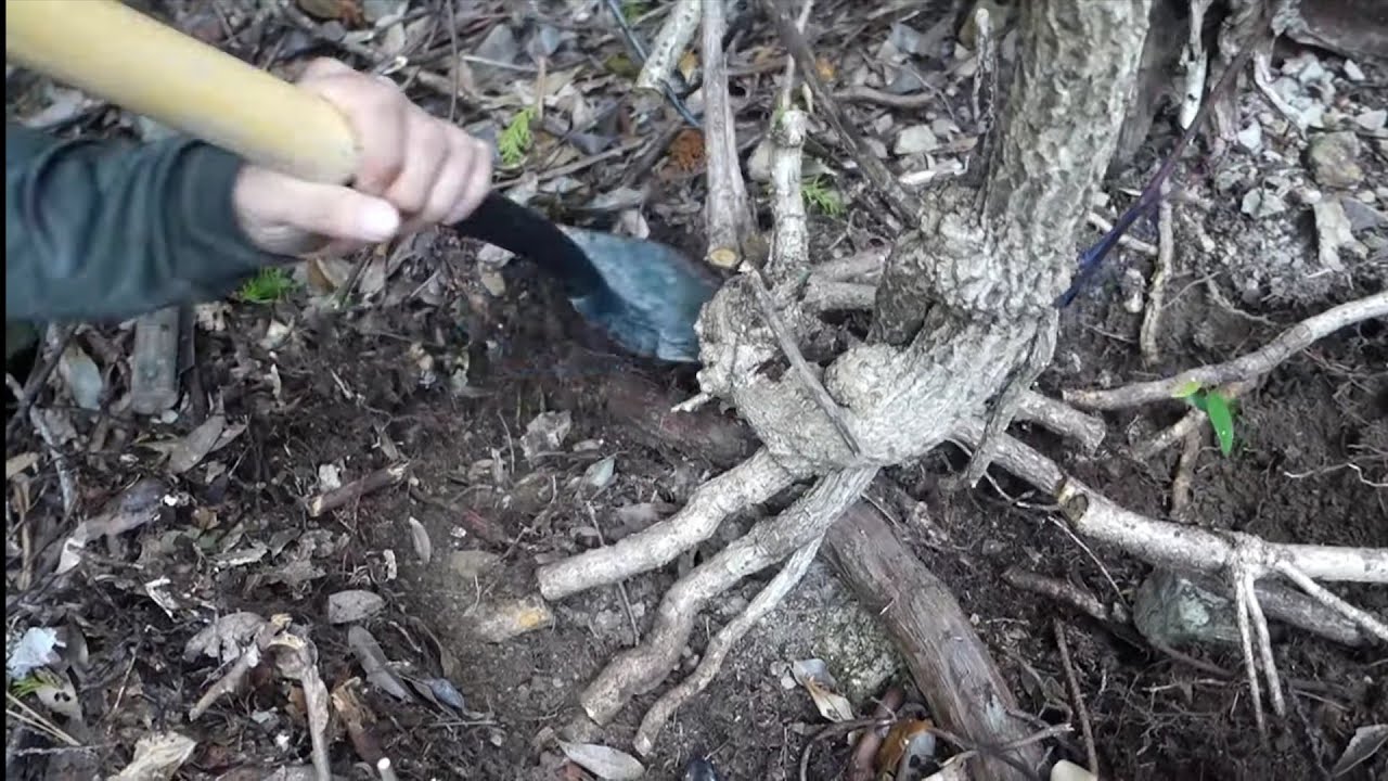 Natural bonsai ♯128「YAMADORI」仕事現場の2haの山林(持山)から