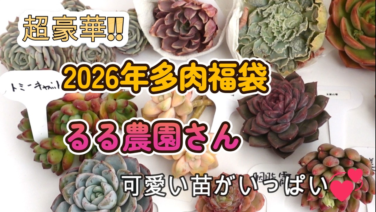 3「多肉植物」2026年多肉福袋（るる農園さん）超豪華!!可愛い苗が