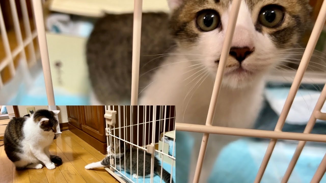 The new kitten makes his midnight snack debut! He's messing around