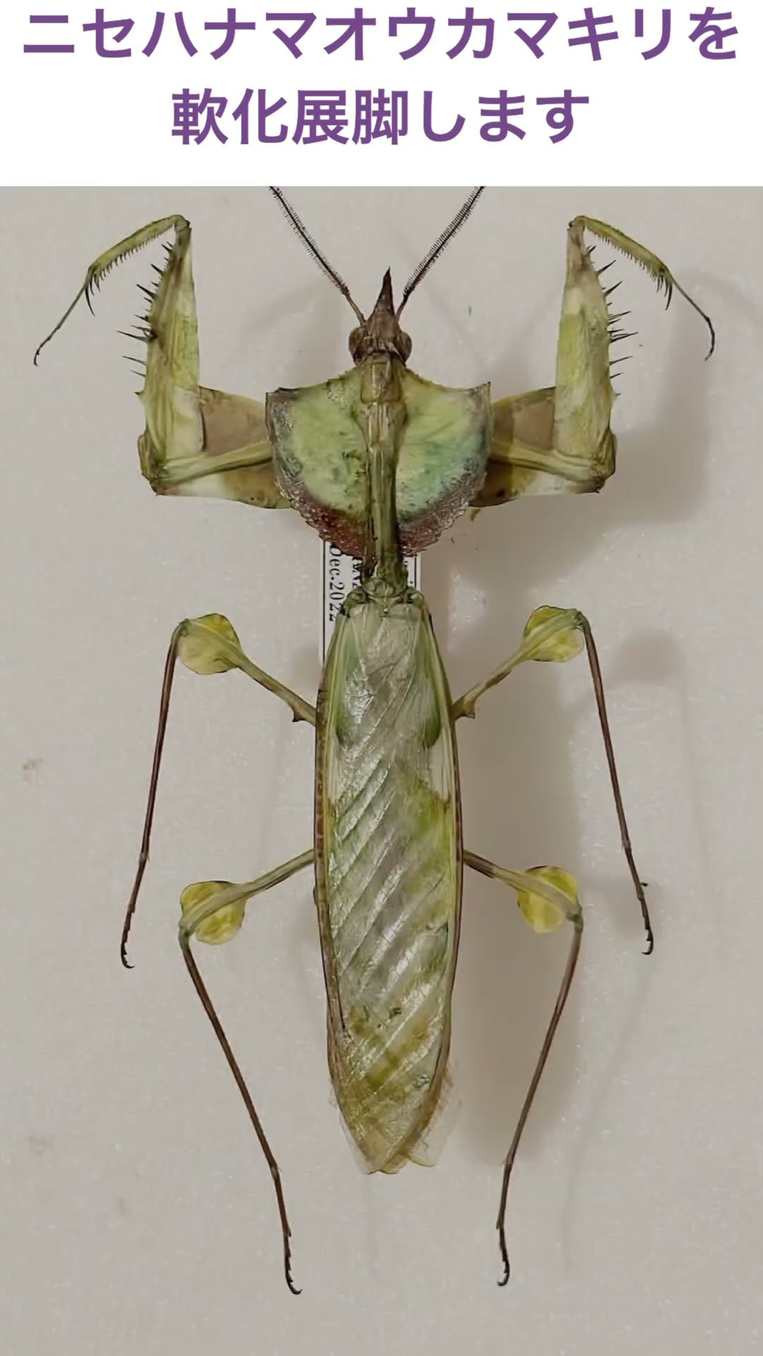 ニセハナマオウカマキリ展脚完了#かまきり#昆虫採集 #昆虫標本
