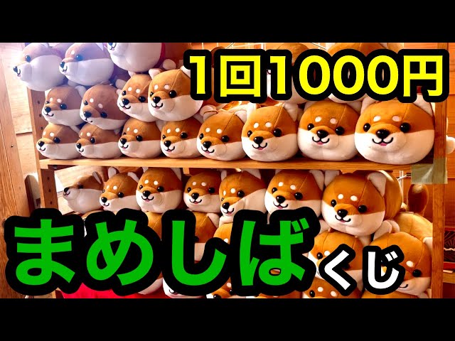 まめしばくじ】1回1000円のくじで特等の「超特大豆柴」GETなるか！？in