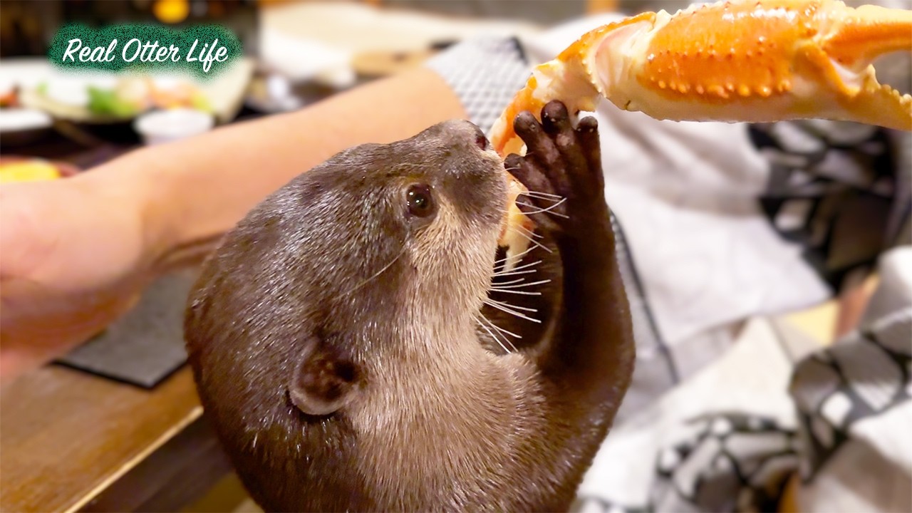 Adorable Otters Having a Cozy Spa Day: Tiny Furballs Running