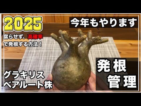 file84 【グラキリス】発根管理、2025年版！腐らせない、成功確率が