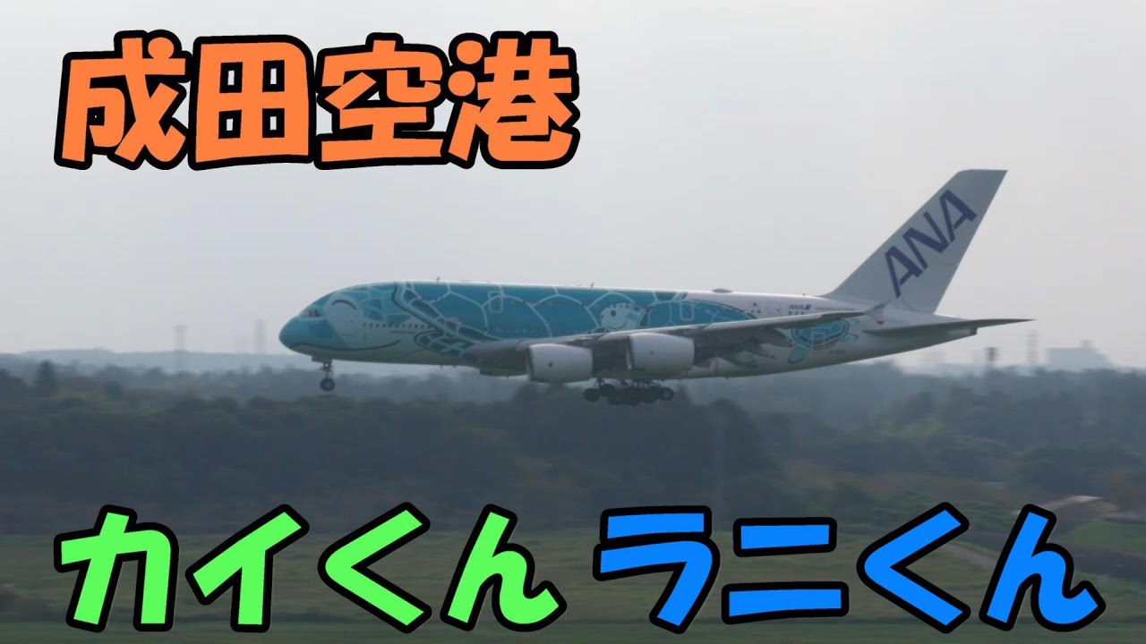 カイくん ラニくん 元気にハワイから帰って来た】 フライングホヌ カイ