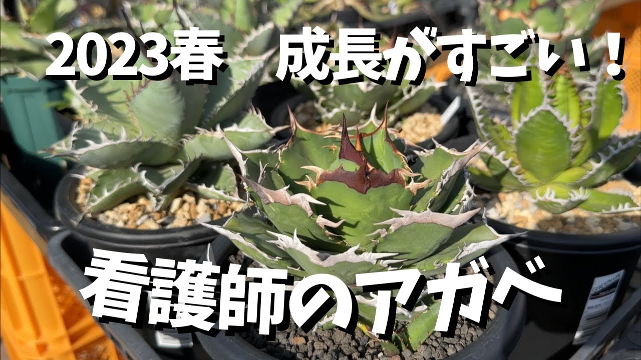2023年春！看護師が育てるアガベの成長 実生も山ほど育ってます