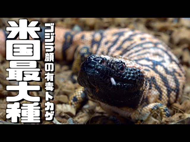 世界でも珍しい「毒を持つ」トカゲにネズミを与えた結果！？ - YouTube